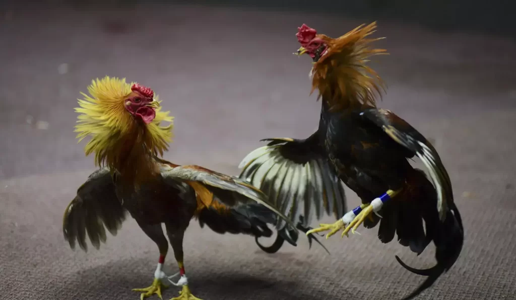 Types of bets in cockfighting with iron spurs
