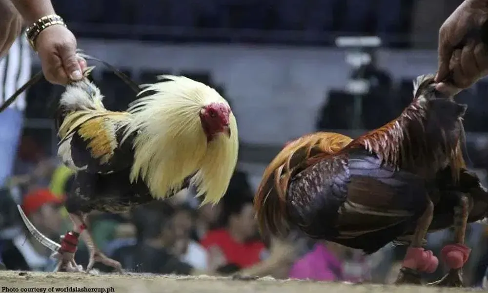 Cockfighting with Iron Spurs PGasia - Passion for Traditional Culture
