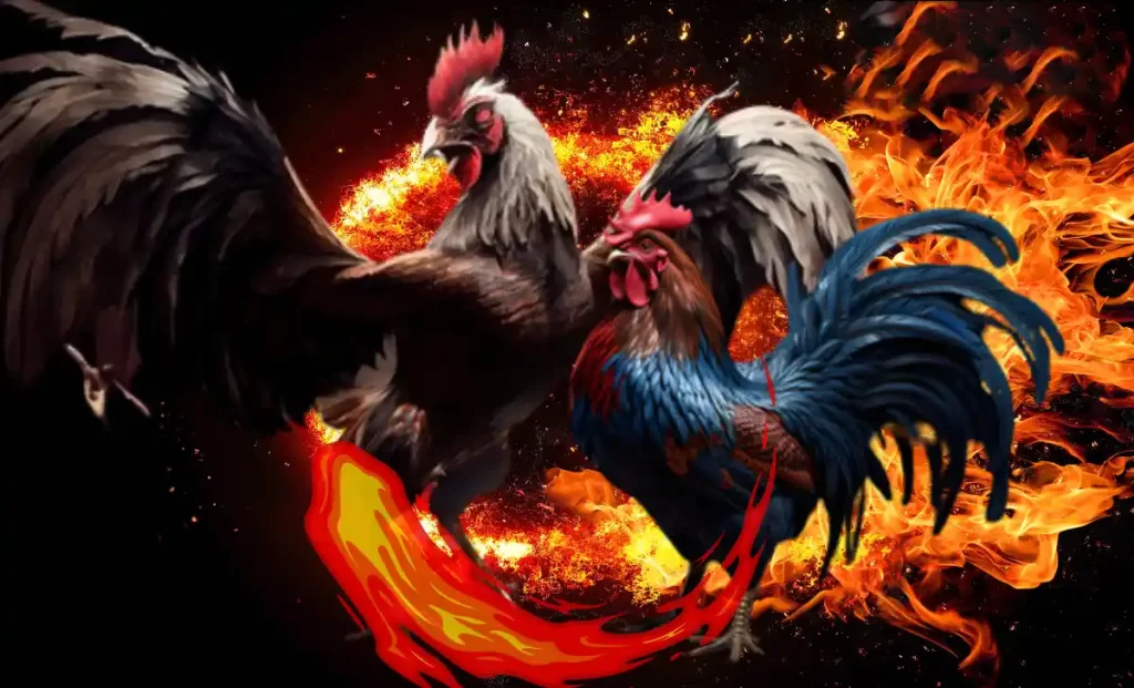 Basic rules of cockfighting C1