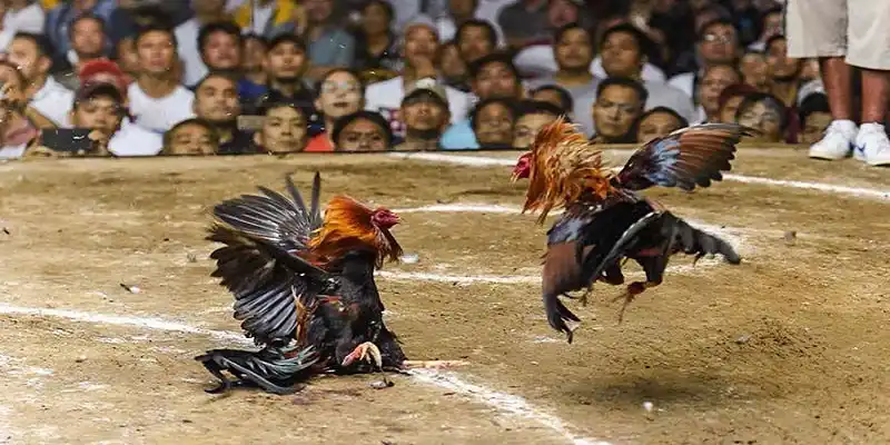 Overview of PGasia Thomo cockfighting products