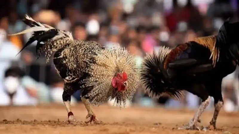PGasia Thomo Cockfighting