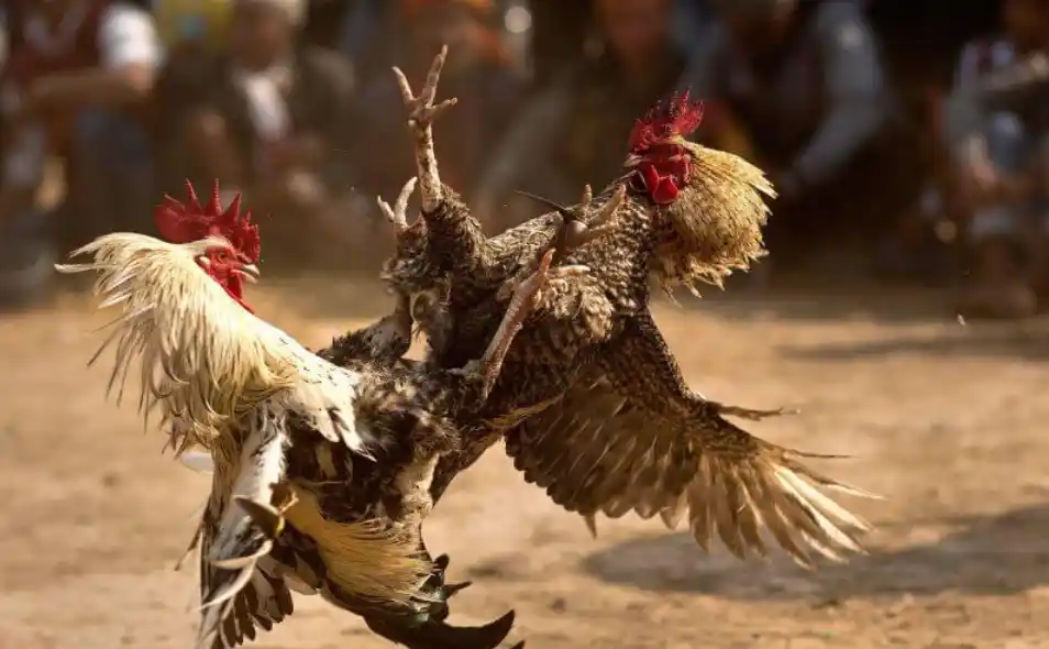 Basic rules of cockfighting C1